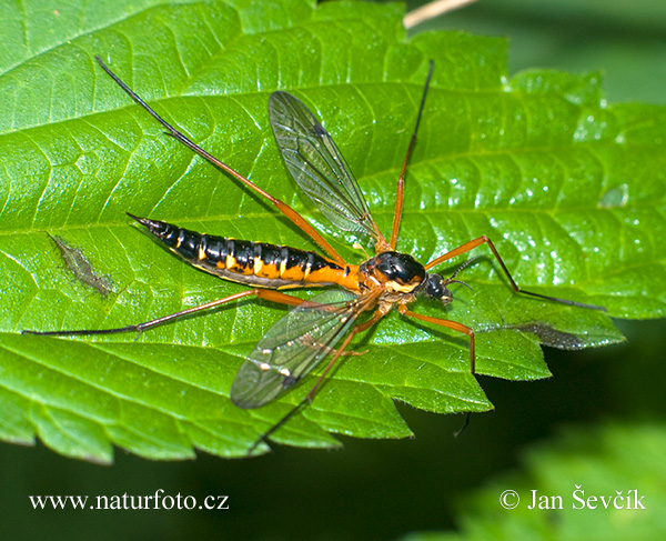 Ctenophora pectinicornis