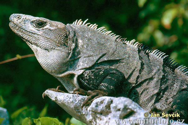 Ctenosaura similis