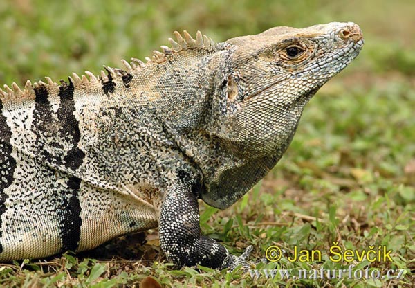 Ctenosaura similis