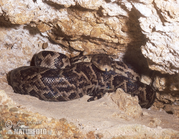 Cuban Boa (Epicrates angulifer)