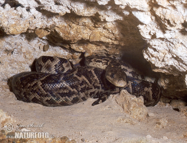 Cuban Boa (Epicrates angulifer)