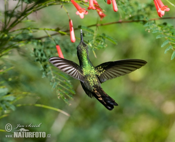 Cuban Emerald (Chlorostilbon ricordii)