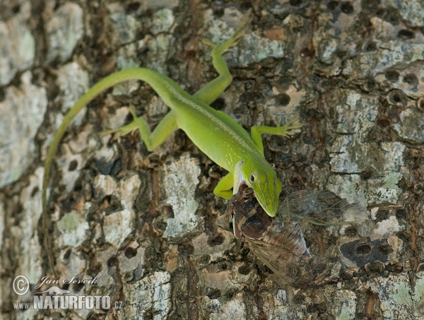 Cuban Green Anole (Anolis porcatus)