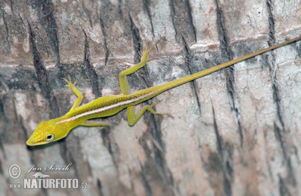 Cuban Green Anole (Anolis porcatus)