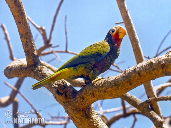 Cuban Parrot (Amazona leucocephala)