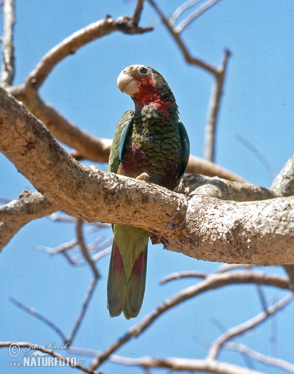 Cuban Parrot (Amazona leucocephala)