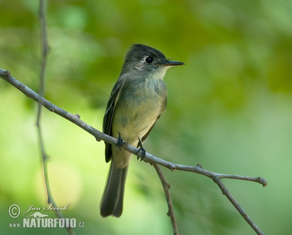 Cuban Pewee (Contopus caribaeus)