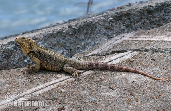 Cuban Rock Iguana (Cyclura nubila)