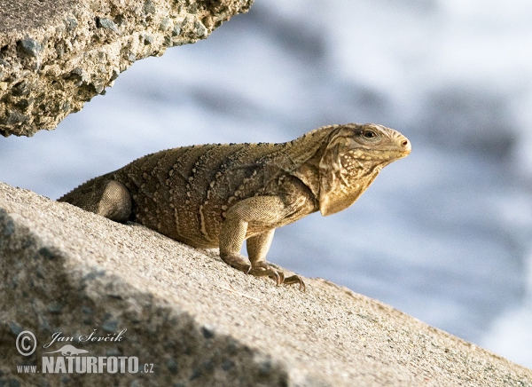 Cuban Rock Iguana (Cyclura nubila)