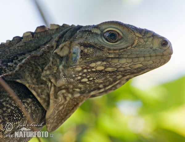 Cuban Rock Iguana (Cyclura nubila)