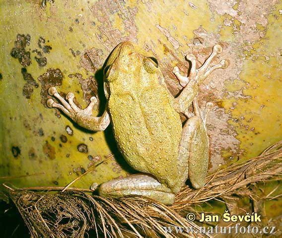 Cuban Treefrog