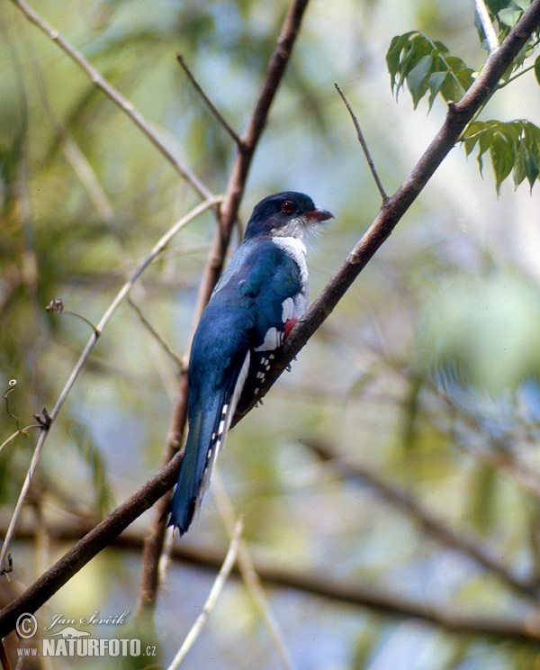 Cuban Trogon (Priotelus temnurus)