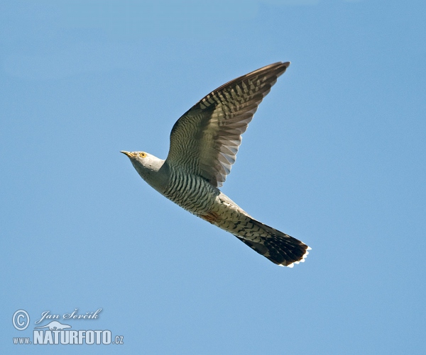 Cuckoo (Cuculus canorus)