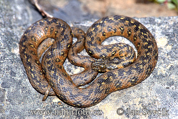 Culebra viperina