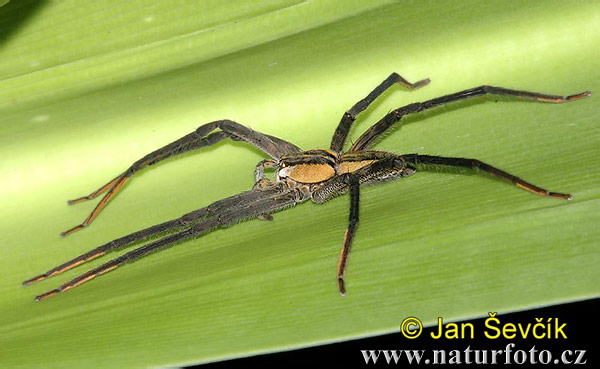 Cupiennius getazi