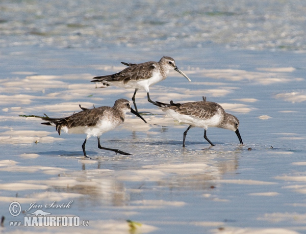 Curlew Sandpiper (Calidris ferruginea)