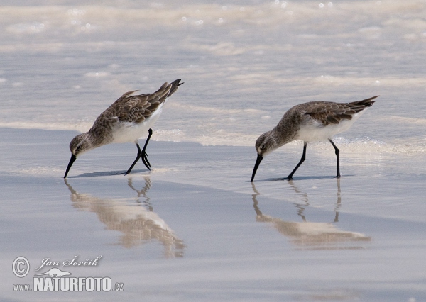 Curlew Sandpiper (Calidris ferruginea)