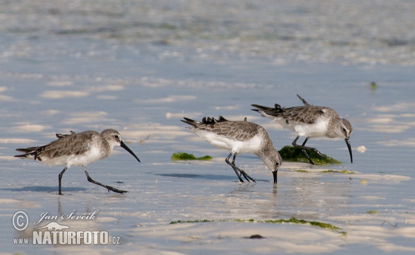 Curlew Sandpiper (Calidris ferruginea)