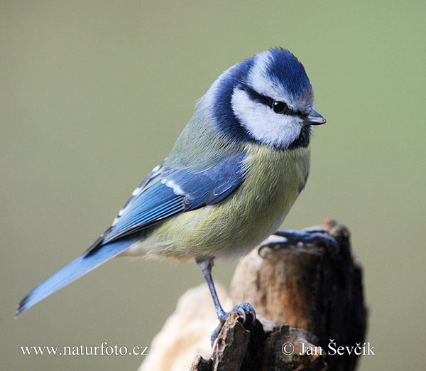 Cyanistes caeruleus