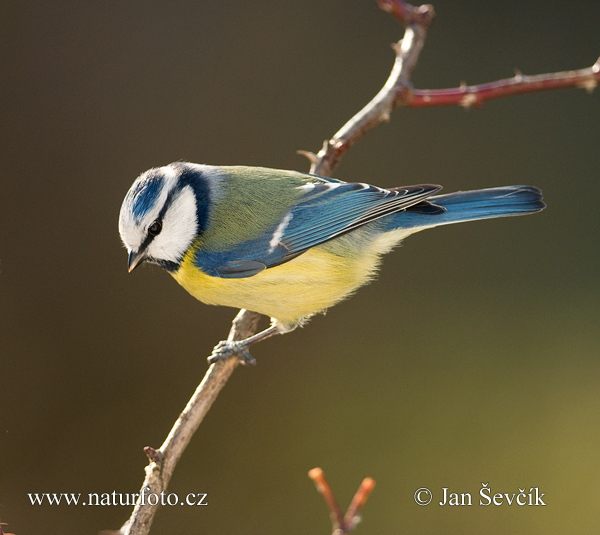 Cyanistes caeruleus