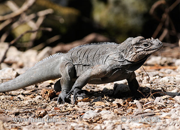 Cyclura cornuta