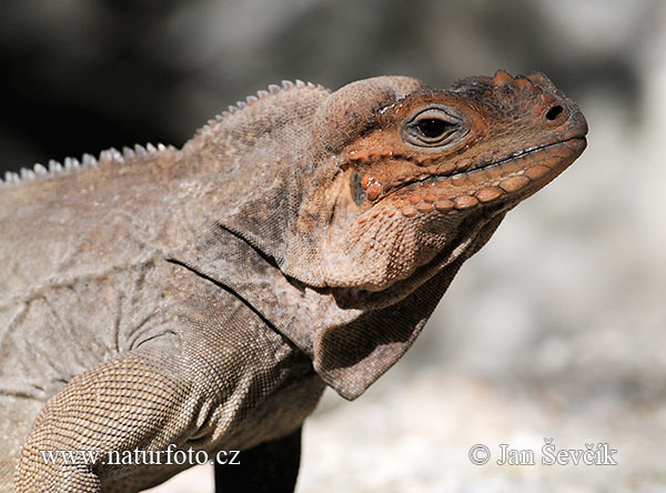 Cyclura cornuta