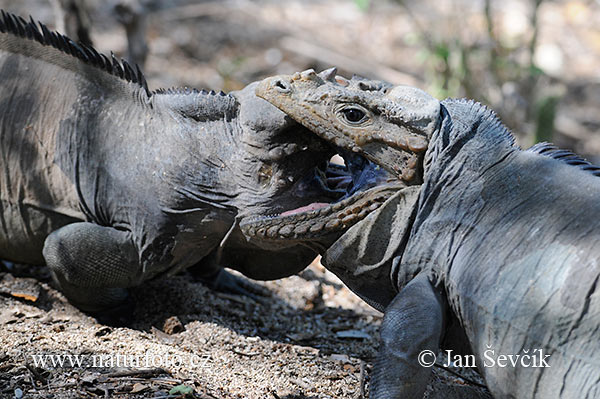 Cyclura cornuta