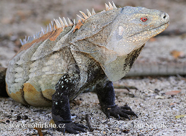 Cyclura ricordi