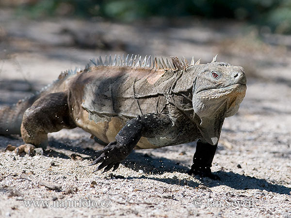 Cyclura ricordi