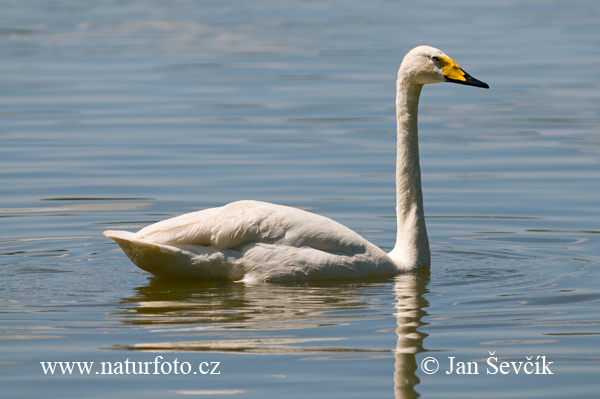 Cygne chanteur