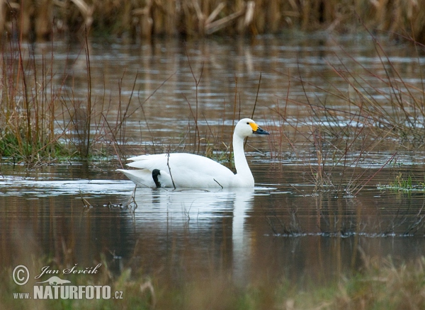 Cygne siffleur