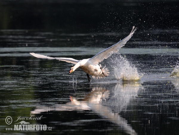 Cygne tuberculé