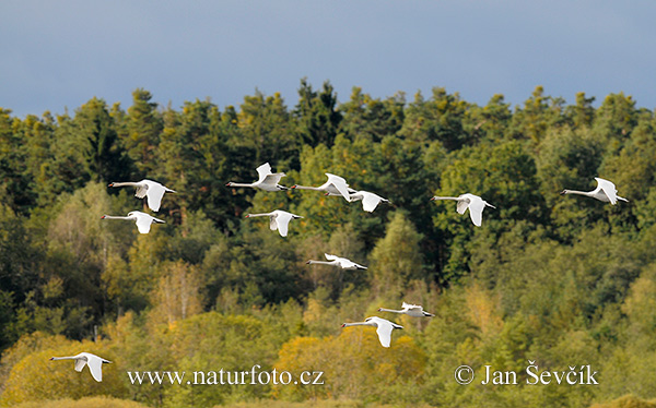 Cygne tuberculé