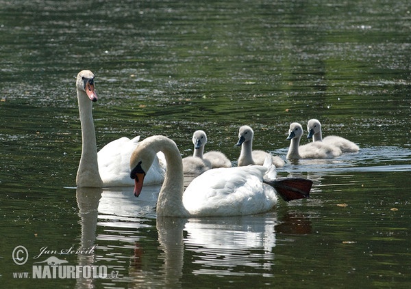 Cygne tuberculé