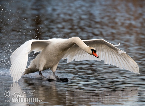 Cygne tuberculé