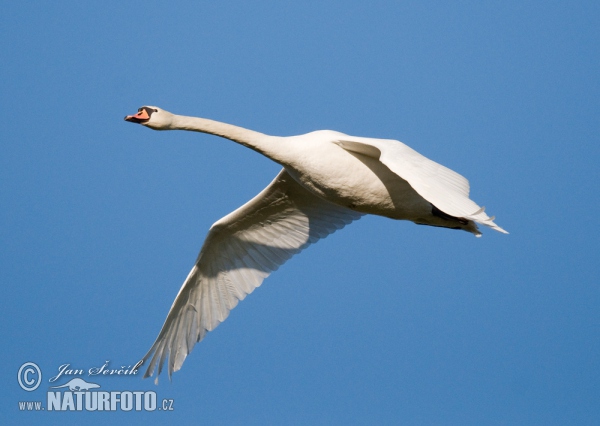 Cygne tuberculé