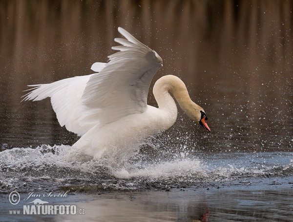 Cygne tuberculé