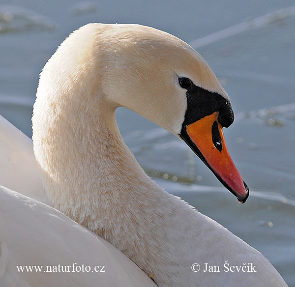 Cygne tuberculé