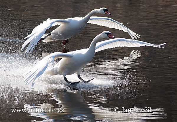 Cygne tuberculé