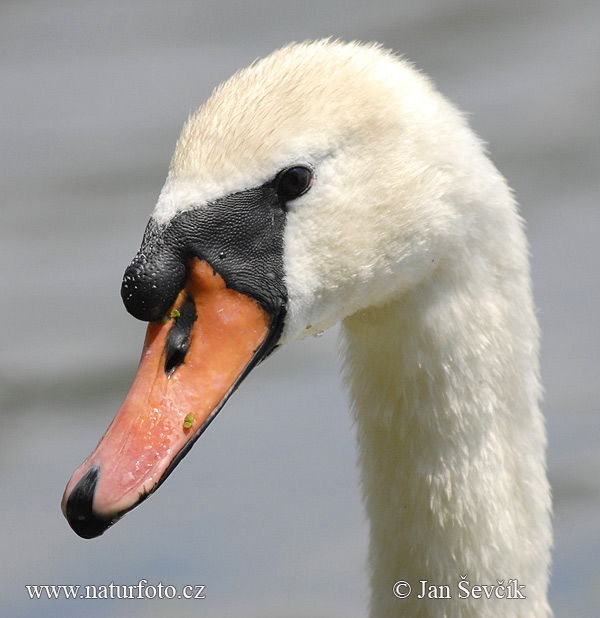 Cygnus olor