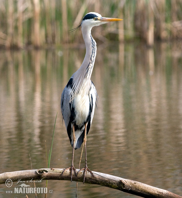 Czapla siwa