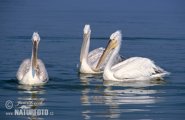 Dalmatian Pelican (Pelecanus crispus)