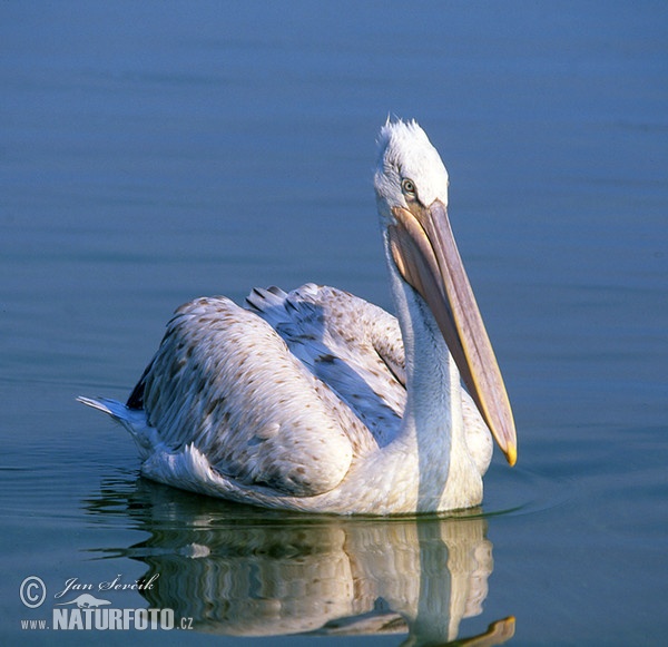 Dalmatian Pelican (Pelecanus crispus)