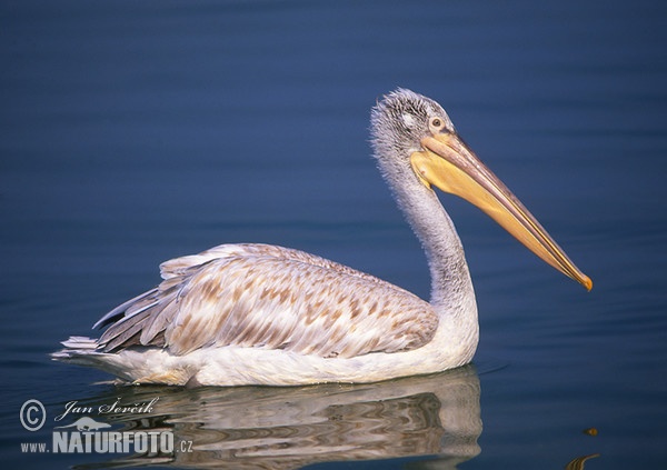 Dalmatian Pelican (Pelecanus crispus)