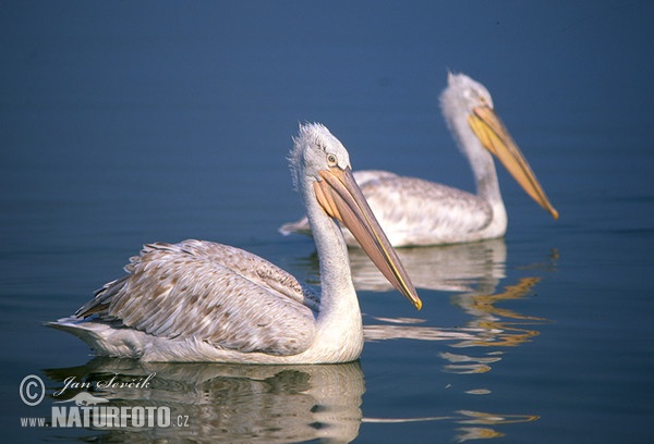 Dalmatian Pelican (Pelecanus crispus)