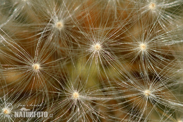 Dandelion (Taraxacum officinale)