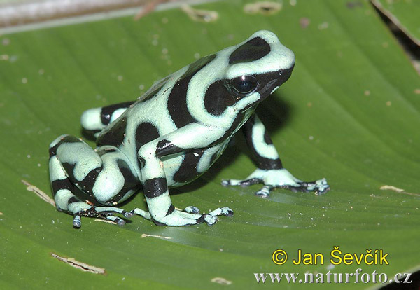 Dendrobate doré Nom vernaculaire