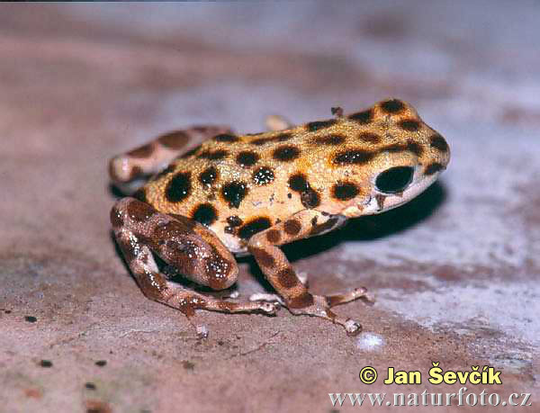 Dendrobates pumilio