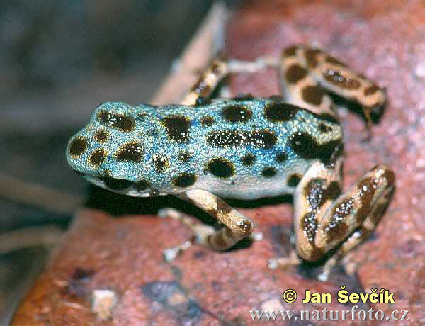 Dendrobates pumilio