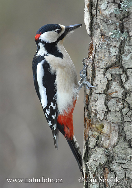 Dendrocopos major